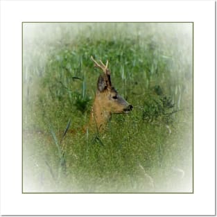 Roe deer Posters and Art